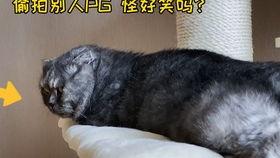 娱乐圈吃瓜猫是谁
