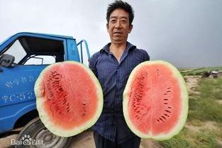 吃瓜百度百科,揭秘网络热点的幕后真相