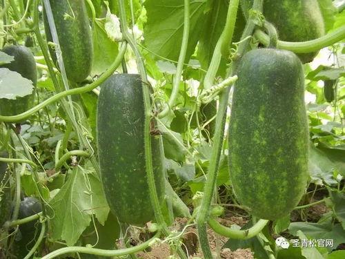 吃瓜百度百科,揭秘网络热点的幕后真相